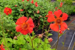 Geum x cultorum Red Wings - Nelkenwurz (BIO)