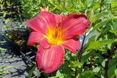 Hemerocallis Hybride Berlin Red Velvet - Grobltige Taglilie (BIO)