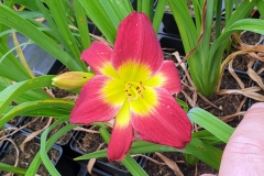 Hemerocallis Hybride Christmas Is - Kleinbltige Taglilie (BIO)