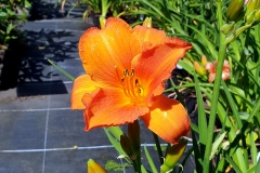 Hemerocallis Hybride Mauna Loa - Grobltige Taglilie (BIO)
