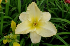 Hemerocallis Hybride Moon Snow - Grobltige Taglilie (BIO)