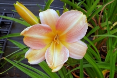 Hemerocallis Hybride Perlmut - Grobltige Taglilie (BIO)