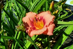 Hemerocallis Hybride Strawberry Candy - Grobltige Taglilie (BIO)