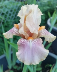 Iris barbata-elatior Dentelle Rose - Hohe Bart-Schwertlilie (BIO)