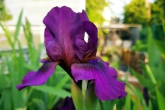 Iris barbata-nana Cherry Garden - Zwerg Bart-Schwertlilie (BIO)