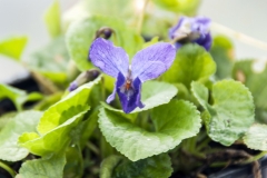 Viola odorata Knigin Charlotte - Duftveilchen