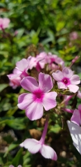 Phlox paniculata Olenka - Sommer-Phlox (BIO)