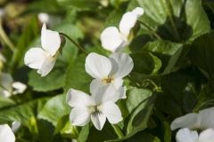 Viola sororia Albiflora - Pfingstveilchen