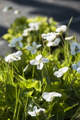 Viola sororia Albiflora - Pfingstveilchen (BIO)