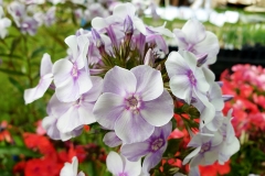 Phlox paniculata Goluboi Dym - Sommer-Phlox (BIO)