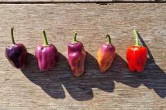 Chili Purple UFO - Pflanze (BIO), Schrfegrad 5 - NEU