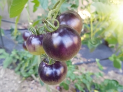 Tomate Blaue Ananas - Pflanze (BIO) - NEU