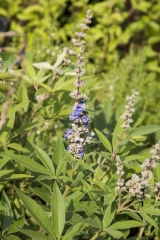 Vitex agnus-castus - Mnchspfeffer