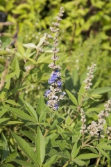 Vitex agnus-castus - Mnchspfeffer (BIO)