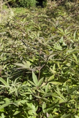 Vitex agnus-castus - Mnchspfeffer