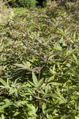 Vitex agnus-castus - Mnchspfeffer (BIO)