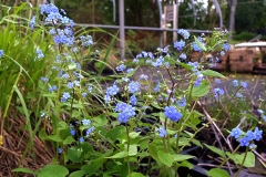 Brunnera macrophylla - Kaukasus Vergissmeinnicht (BIO)