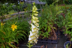 Digitalis lutea- Gelber-Fingerhut (BIO)