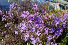 Aster cordifolius Blue Heaven - Schleier-Aster (BIO)