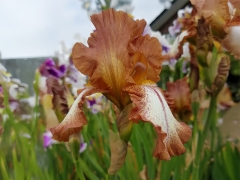 Iris barbata-elatior Rimfire - Hohe Bart-Schwertlilie (BIO)