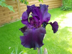 Iris barbata-media Swahili - Mittelhohe Bart-Schwertlilie (BIO)