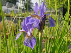Iris sibirica - Wiesen-Iris (BIO)
