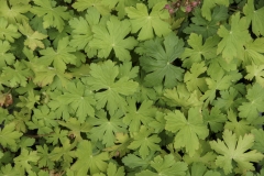 Geranium macrorrhizum Spessart - Balkan-Storchschnabel (BIO)