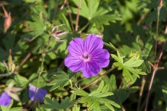 Geranium sanguineum Max Frei - Blut-Storchschnabel