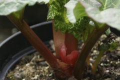 Rhabarber Victoria - Pflanze (BIO)