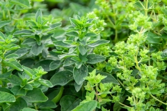 Origanum vulgare ssp. hirtum - Griechischer Oregano (BIO)