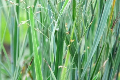 Panicum virgatum Heavy Metal - Blaue Rutenhirse (BIO)