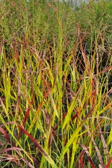 Panicum virgatum Shenandoah - Purpur-Rutenhirse (BIO)