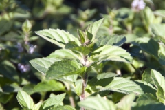 Mentha aquatica - Wasser-Minze (BIO)