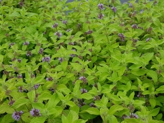 Mentha arvensis Banana - Bananen-Minze (BIO)