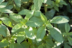 Mentha arvensis var. piperascens - Japanische Tigerl-Minze