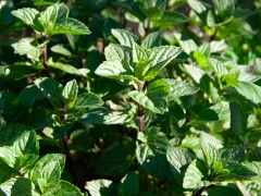 Mentha x piperita Multimentha - Thringer Pfefferminze (BIO)