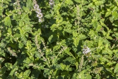 Mentha spec. Erdbeer - Erdbeer-Minze (BIO)