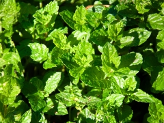 Mentha spicata var. crispa Marokko - Marokkanische Minze