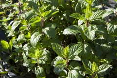 Mentha spec. - Kasseler Fruchtminze (BIO)