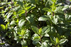 Mentha spec. - Kasseler Fruchtminze