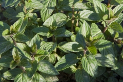 Mentha x piperita Mitcham - Englische Pfefferminze (BIO)