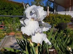 Iris barbata-elatior English Cottage - Hohe Bart-Schwertlilie (BIO)