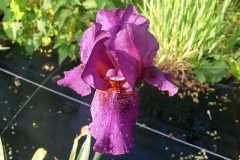 Iris barbata-media Vamp - Mittelhohe Bart-Schwertlilie (BIO)