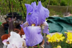 Iris barbata-elatior Blue Rhythm - Hohe Bart-Schwertlilie (BIO)