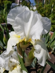 Iris barbata-elatior Boule de Neige - Hohe Bart-Schwertlilie (BIO)