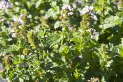 Mentha arvensis ssp. haplocalyx - Chinesische Minze