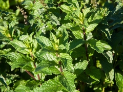 Mentha spec. Dionysos - Griechische-Minze (BIO)