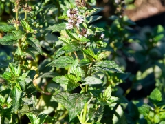 Mentha spicata var. anisata - Anis-Minze (BIO)