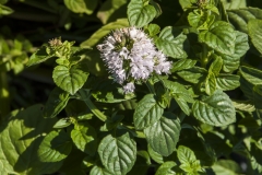 Mentha aquatica var. citrata Lemon - Russische Zitronen-Minze