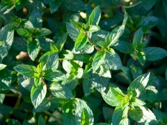 Mentha x piperita var. piperita Glaciale - Gletschereis-Minze (BIO)